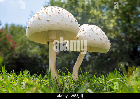 Two false parasol white mushrooms in an suburban lawn of green grass. Stock Photo