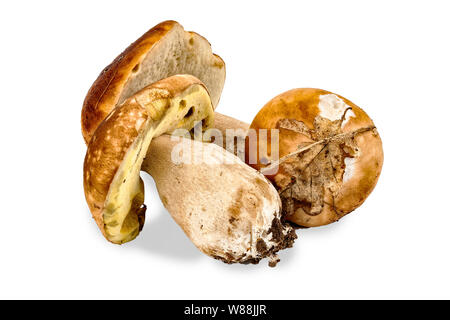 Large natural porcini on white background, isolate Stock Photo