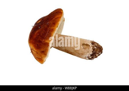 Large natural porcini on white background, isolate Stock Photo