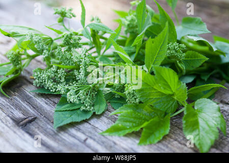 Gewöhnlicher Giersch, Giersch, Gierschernte, Kräuterernte, Geißfuß, Aegopodium podagraria, ground elder, herb gerard, bishop's weed, goutweed, gout wo Stock Photo