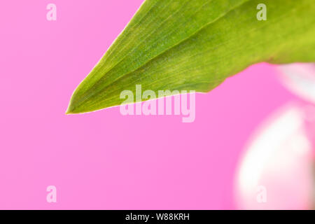 close up green plants in glass vase on pink background Stock Photo