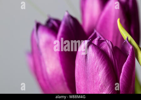 Purple tulip flower in bloom macro still on a grey blurry background Stock Photo