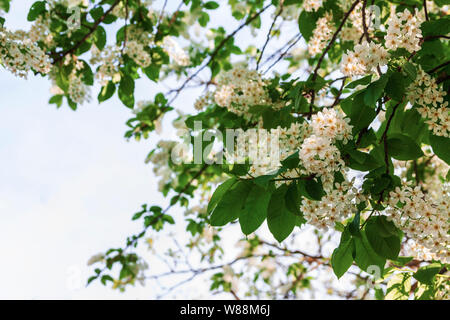 Spring, branches with flowers of bird cherry against the blue sky. Stock Photo