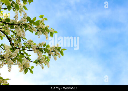 Spring, branches with flowers of bird cherry against the blue sky. Stock Photo