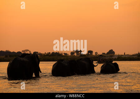 Elephants crossing the Chobe river at sunset, Chobe National Park, Botswana Stock Photo