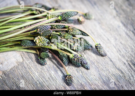 detail of plantain image background Stock Photo