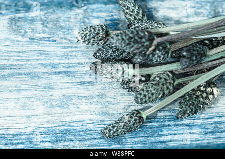 detail of plantain image background Stock Photo