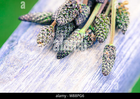 detail of plantain image background Stock Photo