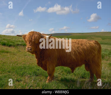 Highland cow bull Stock Photo