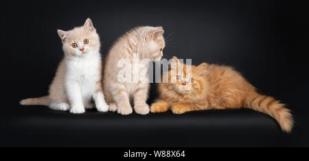 Row of 3 British Short- and Longhair cat kittens, sitting / laying beside each other Looking in different directions. Isolated on a black background. Stock Photo