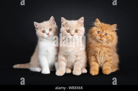 Row of 3 British Short- and Longhair cat kittens, sitting  beside each other Looking at camera. Isolated on a black background. Stock Photo