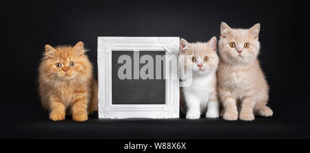 Row of 3 British Short- and Longhair cat kittens, sitting  beside each other and a blackboard filled photo frame. Looking at camera. Isolated on a bla Stock Photo