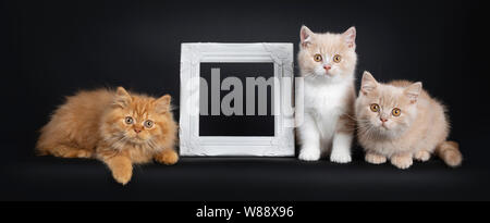 Row of 3 British Short- and Longhair cat kittens, sitting / laying beside each other and an empty photo frame. Looking at camera. Isolated on a black Stock Photo