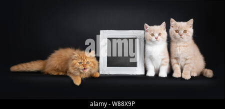 Row of 3 British Short- and Longhair cat kittens, sitting / layin  beside each other and a blackboard filled photo frame. Looking at camera. Isolated Stock Photo