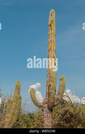 Cactus in the desert of Baja California Sur, near Todos Santos. MEXICO. Stock Photo