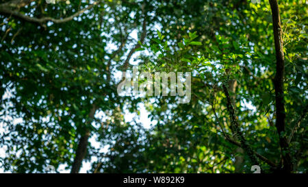 A female giant woods spider in the mountain forest of Taipei, Taiwan Stock Photo