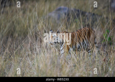 During patrolling her territory, Pregnant female tiger (panthera tigris ...