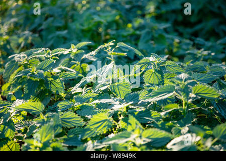 Nettle leaves background. Closeup view of a daisy blossom, green spring field background Stock Photo