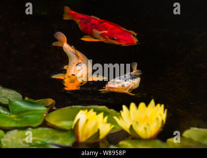 Three koi carp fish and two water lilies and pads in a tranquil pond. The fish are orange, gold and silver colours. Stock Photo