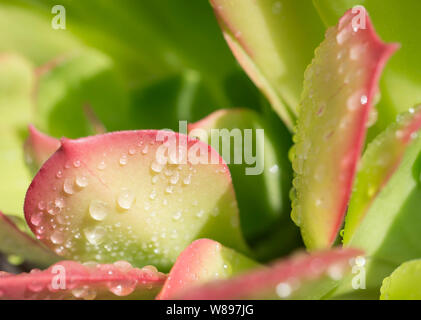 Morning Light Stock Photo