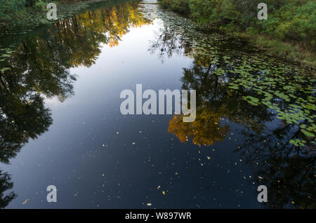 Autumn yellow leaves in the water. Narrow river. Water lilies and grass by the river. Stock Photo