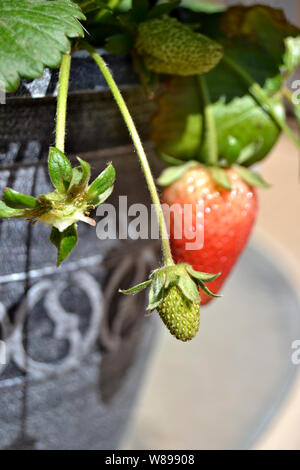 Unripe green strawberry hanging from a strawberry plant. Stock Photo