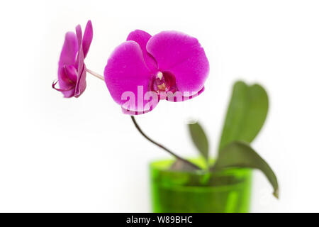Closeup of pink orchid flowers blossom isolated on white background in flower pot. Shallow focus depth, diagonal Stock Photo