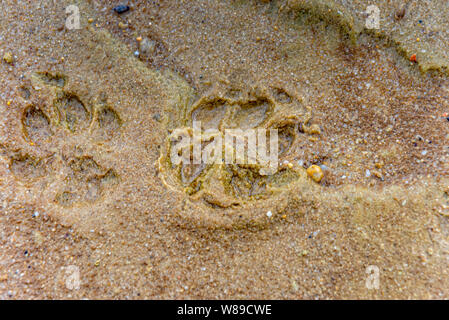 Paw print of a dog in the sand Stock Photo
