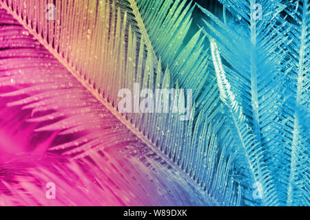 Close-up of palm leaves in the field painted in neon light in