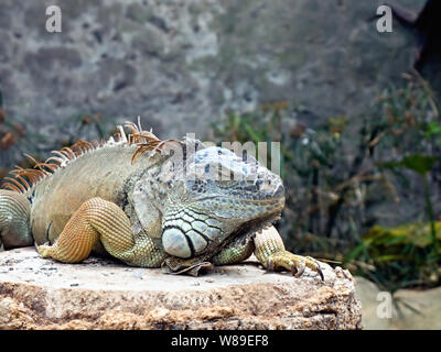 A large adult iguana with different shades of green and blue as well as a little bit of yellow lies on a rock, the right leg behind, the crest on the Stock Photo