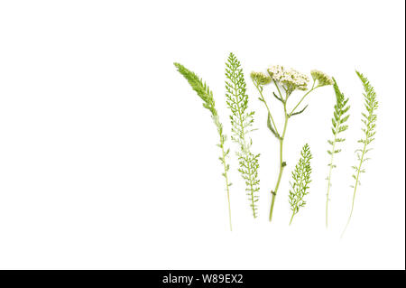 Creative layout made of white yarrow flowers and stalk on white background. Flat lay herbal healthcare concept in minimal style with space for text. Stock Photo