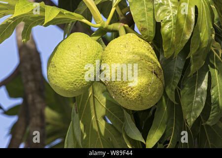 bread fruit (Artocarpus altilis), Barbados, Caribbean 2 February 2018 Stock Photo