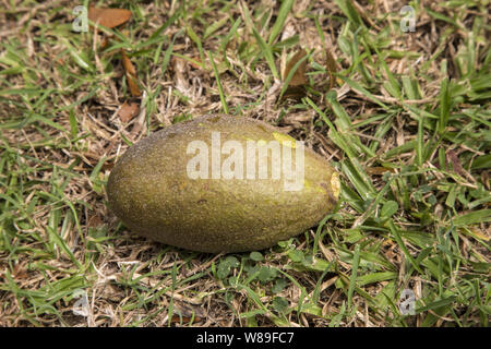 mahogany (Swietenia mahagoni) seed, Barbados, Caribbean 25 November 2015 Stock Photo