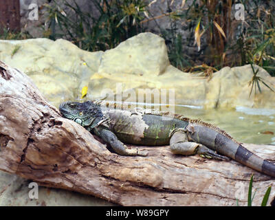 A large adult male iguana with various greens and blues in the moult. He lies stretched out on a tree trunk, the old skin shreds can be seen on the va Stock Photo