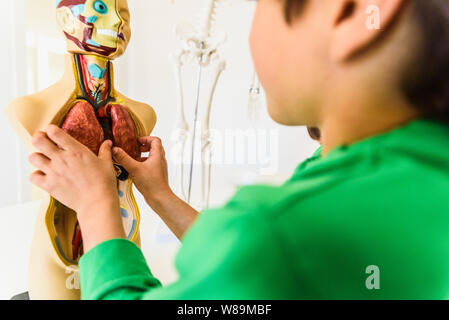 Young student using an anatomical human model to play with body parts and their organs at school. Stock Photo