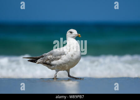 Seagull UK Cornwall Bird Pest St Ives Sennen Cove Stock Photo