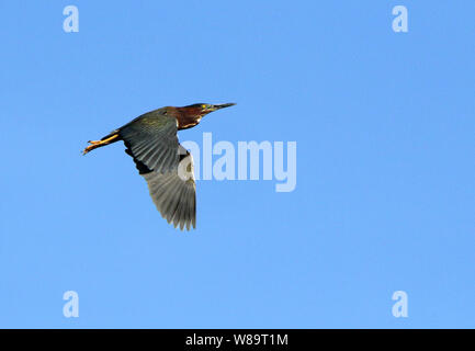 One green heron flying with a blue sky as background in the Harris Neck National Wildlife Refuge, Georgia Stock Photo