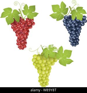 red, white and balck grapes illustration Stock Vector