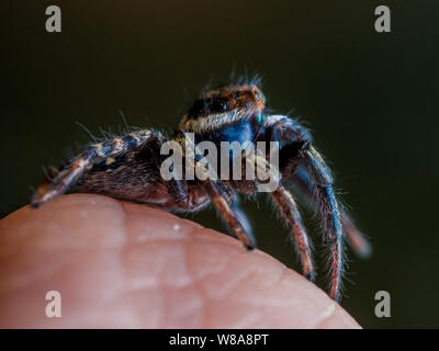 Macro of a cute jumping spider Hasarius adamsoni on human hand Stock Photo