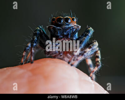 Macro of a cute jumping spider Hasarius adamsoni on human hand Stock Photo