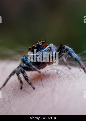 Macro of a cute jumping spider Hasarius adamsoni on human hand Stock Photo