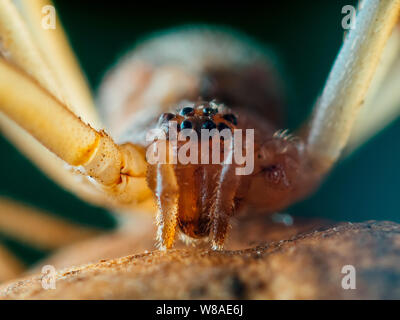 Brown widow spider (Latrodectus geometricus) frontal close-up with the spider eyes visible Stock Photo