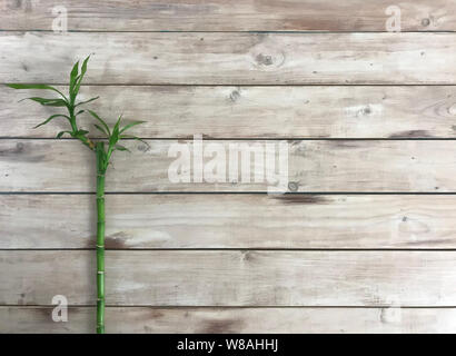 Bamboo in wood Deck . Photo image Stock Photo