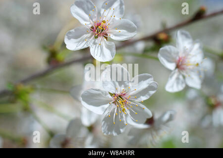 Cherry blossoms. White sakura flowers