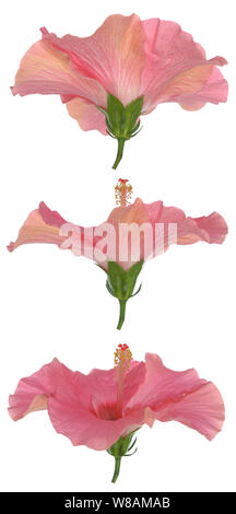 three side view of hibiscus isolate on white Stock Photo