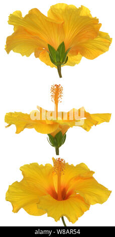 three side view of hibiscus isolate on white Stock Photo