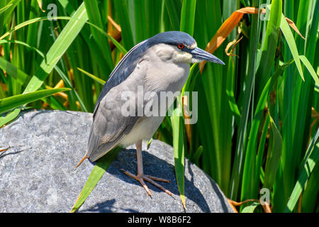 Close up of black-crowned Night Heron (Nycticorax nycticorax) standing on rock Stock Photo