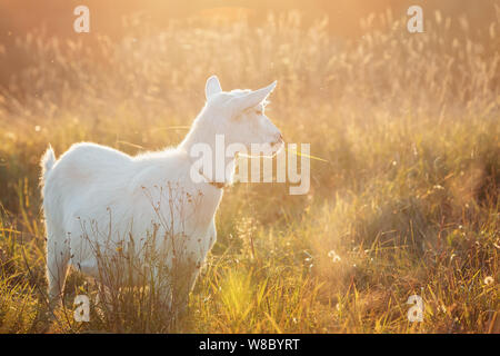 Little goatling are bathing in the sun on a golden meadow at sunset Stock Photo