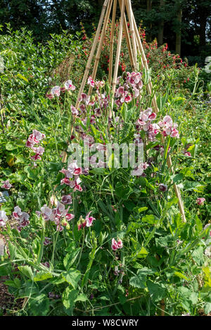 Sweet pea peas lathyrus odoratus flowers ‘Wiltshire Ripple’ growing up a bamboo garden canes wigwam sticks in a garden England UK United Kingdom Stock Photo