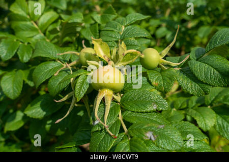 Close up of wild hedgerow rose hip hips rosaceae rosa rugosa shrub in summer England UK United Kingdom GB Great Britain Stock Photo